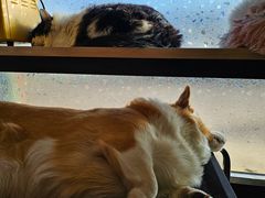 -平行世界·猫咖(首经贸店)
