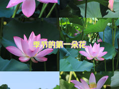 -济南大明湖景区