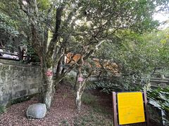 -普陀山慧济禅寺