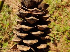 -鲁山国家森林公园