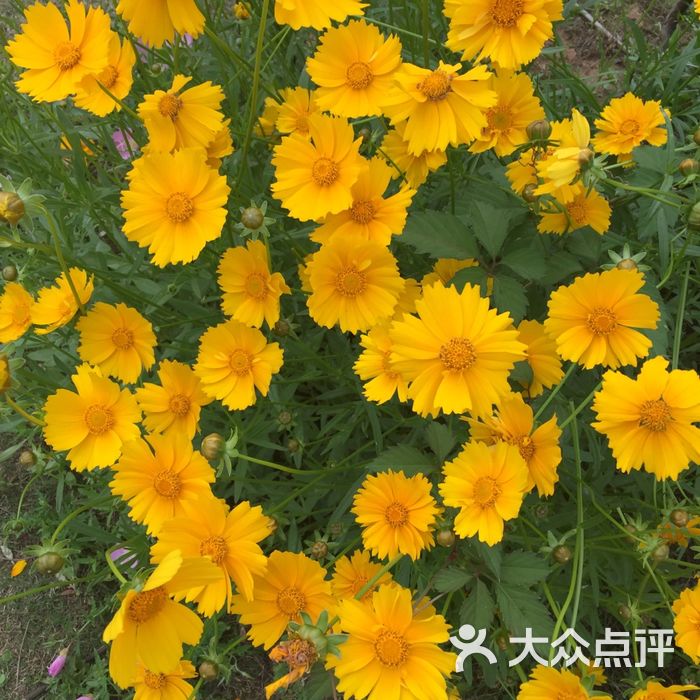 紫荆广场·花漫里