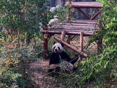 游乐设施-成都大熊猫繁育研究基地