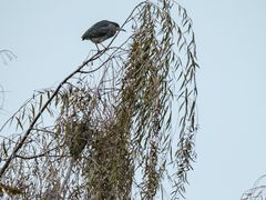 -白鹭湾湿地公园