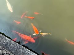 -碧江金楼