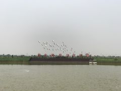 -南大港湿地风景区