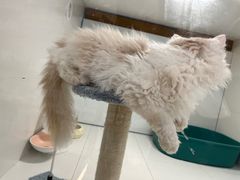 -1013 PET SHOP精品宠物商店(丁香店)