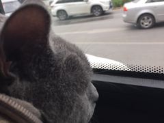 -芭比堂动物医院·犬猫全科·异宠专科(雁塔分院)
