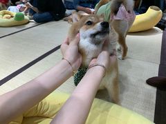 -逗柴咖啡屋·狗咖猫咖宠物桌游