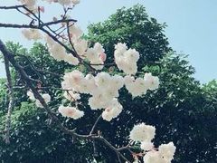 -天适樱花悠乐园