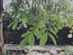 -黄花溪