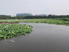 -荷塘月色湿地公园·向阳花洲