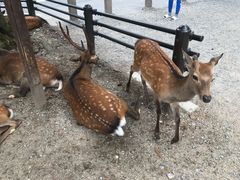 -奈良公园