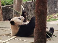 -都江堰中华大熊猫苑