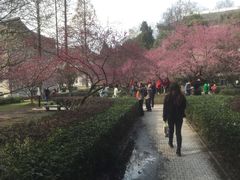 -武汉大学-樱园