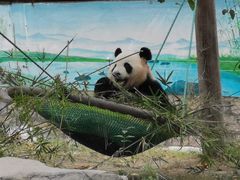 -上海野生动物园