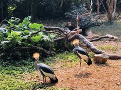 -深圳野生动物园