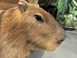 -Zoolung Zoolung动物主题公园(海信广场店)