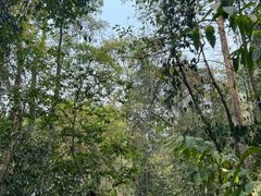 -西双版纳原始森林公园