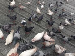 -六祖寺