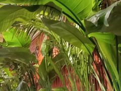 -云阿蛮云南生烫牛肉米线(奉贤路店)