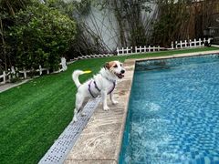 -汪说喵讲宠物乐园宠物酒店(红星美凯龙店)