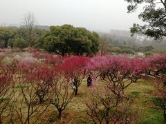 -无锡梅园公园