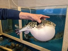 -天正河鲀·河豚亭(大连店)