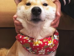 -柴务处·柴犬主题狗咖