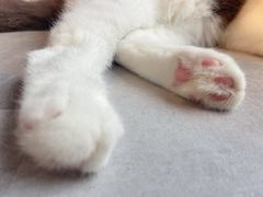 -猫儿山۰猫主题餐厅