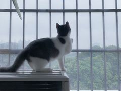 -爱诺耐芙动物医院(万博店)