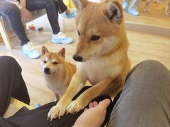 -南京Hallo宠物乐园·哈罗犬舍·柴犬繁育基地