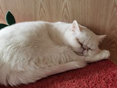 -猫腻·猫咖·撸猫馆(星光大道店)
