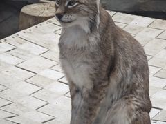 -青藏高原野生动物园