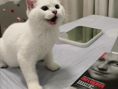 -lincat·猫舍(广州店)