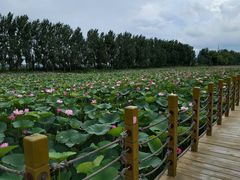 -白渔泡湿地公园