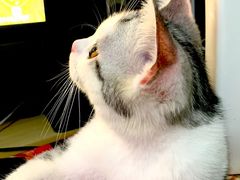 -lincat·猫舍(广州店)