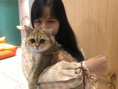 -飞行喵MR PILOT|猫舍·猫咖(静安大融城店)