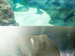 -上海海洋水族馆