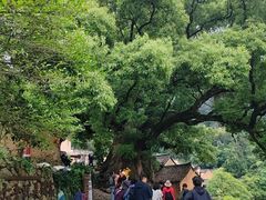 -杨家堂村