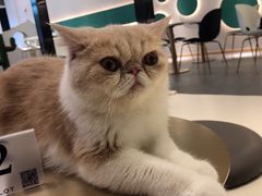 -飞行喵MR PILOT|猫舍·猫咖(静安大融城店)