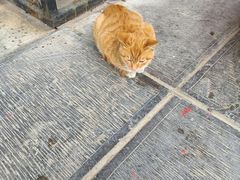 -开福禅寺