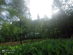 -重庆彩云湖湿地公园