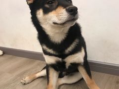 -浣熊柯尔鸭土拨鼠·电玩咖