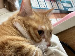 -宠福鑫动物医院(城北分院)