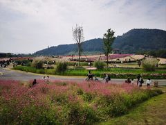-径山花海