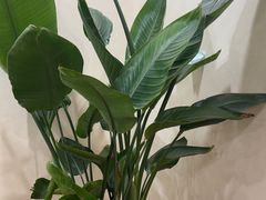 -会麦二手奢侈品包包手表回收寄卖(杨浦店)