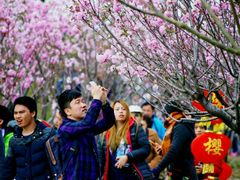 -天适樱花悠乐园