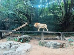 -广州长隆野生动物世界