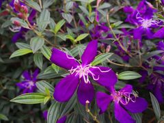 -南国桃园旅游度假区