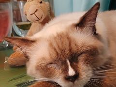 -喵喵咪呀布偶猫咖(春熙路店)